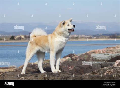 Dog Akita inu / Japanese Akita adult fawn standard profile on the beach ...