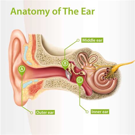 The human ear: structure and how it works | Connect Hearing