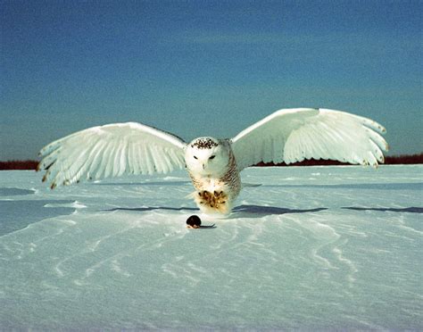 Snowy Owl - Bubo scandiaca | Wildlife Journal Junior