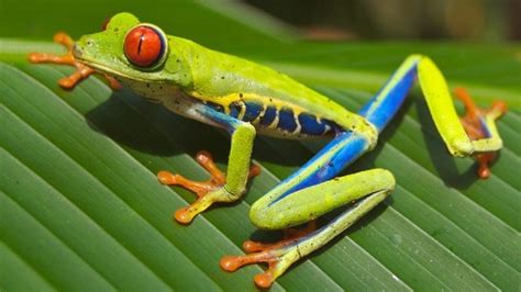 Bikin Gemas! Ada Katak Berwarna Hijau Cerah dan Mata Berwarna Merah ...