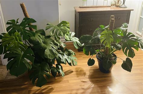 Outdoor vs indoor : r/houseplants