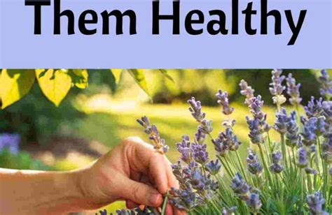 Lavender Care: Secrets to Keeping Your Plants Healthy - Little Flower Cottage