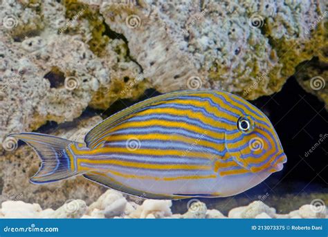 Acanthurus lineatus stock image. Image of tank, fish - 213073375