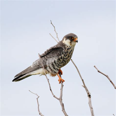 The Amur Falcon and the Mysteries of Bird Migration | RoundGlass | Sustain