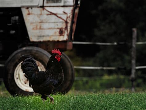 DIY Chicken Tractor Plans