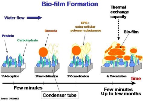 Biofilm formation | Maritech CV