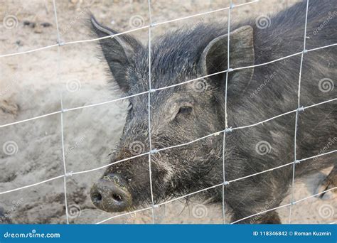 Wild boar on the eco farm stock photo. Image of domesticated - 118346842