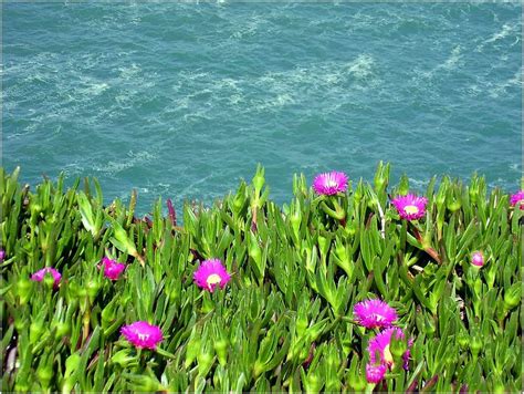 Carpobrotus edulis seeds - Phoenix Desert Seeds