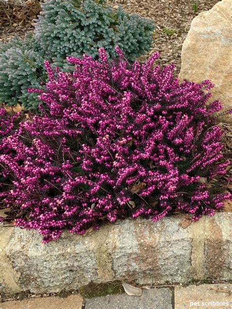 Kramer’s Red Winter Heath | Evergreen garden, Garden shrubs, Flower garden