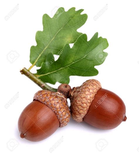 Top 105+ Pictures Pictures Of Oak Trees And Acorns Sharp