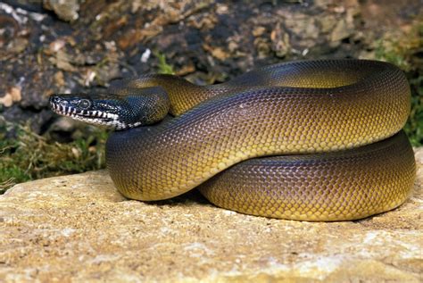 White Lipped Python Care Sheet: The Complete Guide - Reptile Advisor