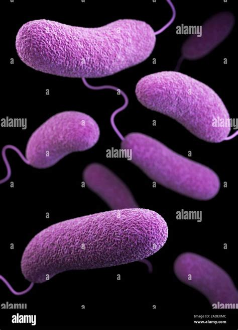 Vibrio parahaemolyticus bacteria, 3D computer illustration based on ...