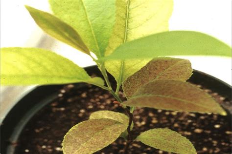 What are Bioindicator Plants? — Department of Plant Science