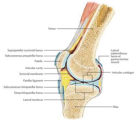 Knee Bursa – Earth's Lab