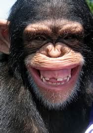 Just a smiling chimp with missing teeth : r/oddlyterrifying