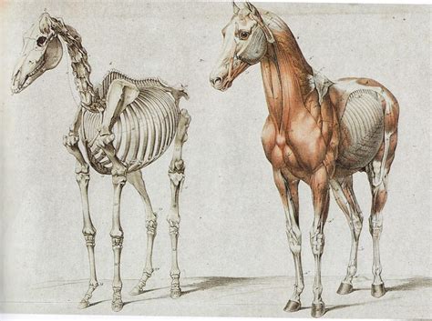 Horse Anatomy Anatomy Art Animal Drawings | Images and Photos finder