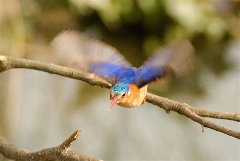 kingfisher_flight