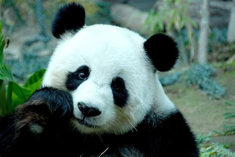 4K Panda Wallpapers - Top Free 4K Panda Backgrounds - WallpaperAccess