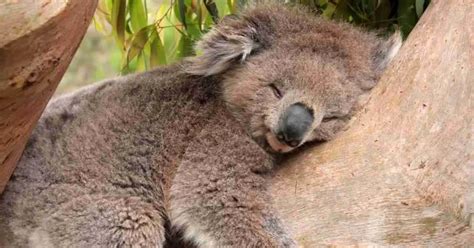 Koala Behavior - AnimalBehaviorCorner