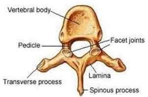 Lamina - MedFriendly.com