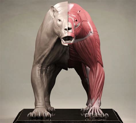 Grizzly Bear Anatomy Ecorche - FlippedNormals