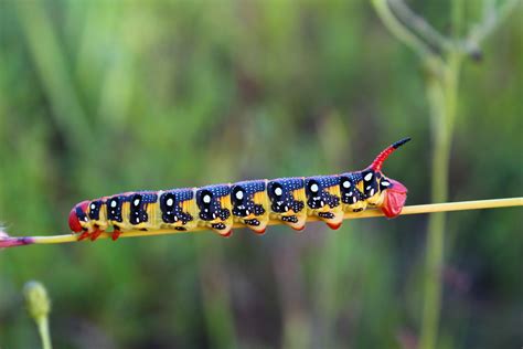 Free Images : nature, flower, summer, horn, color, insect, fauna ...