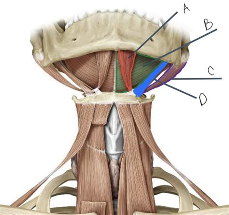 Anterior Triangle Muscles Flashcards | Quizlet