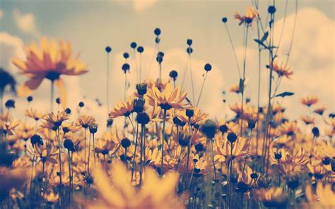 Vintage Sunflower Sunset Wallpapers - Top Free Vintage Sunflower Sunset ...