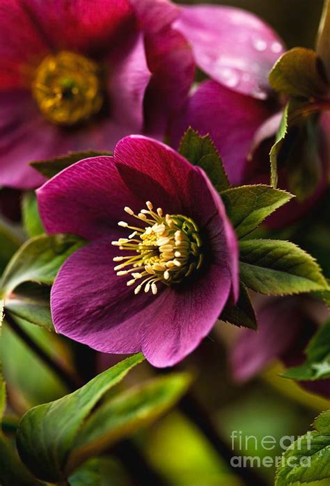 hellebore - Google Search in 2020 | Science photos, Stock images, Flowers