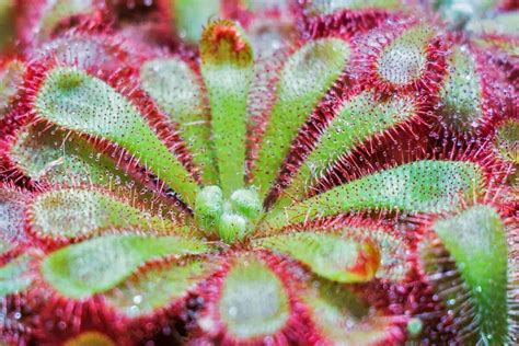 21 Types Of Carnivorous Plants (+ How to Care For Them)