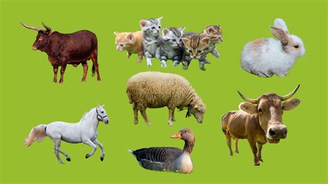 Learn names Farm Animals in English | Farm Animal Spelling for Kids ...