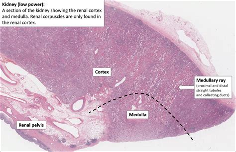 Renal Pelvis Histology Labeled