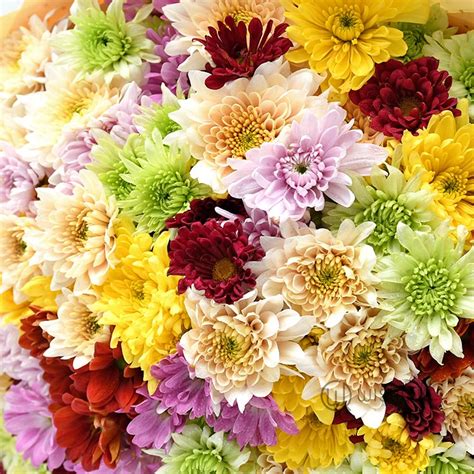 Extra Large Chrysanthemum Bouquet - Birthday | Wishque