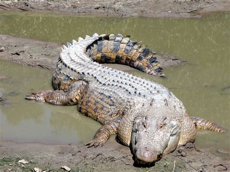 Free picture: saltwater crocodile