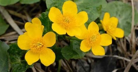 Marsh Marigold Care: How To Grow Caltha Palustris