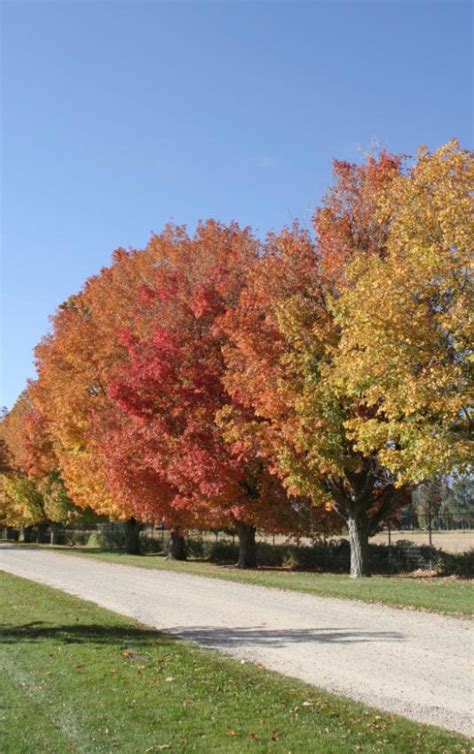 Sugar Maple Tree Picture [Slideshow]