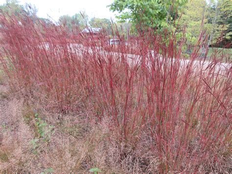 Perennials for Fall Color! - National Garden Bureau