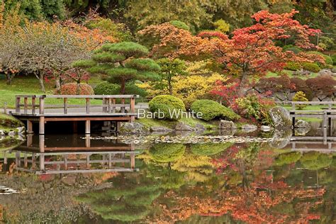 "Japanese Gardens, Washington Park Arboretum" by Barb White | Redbubble