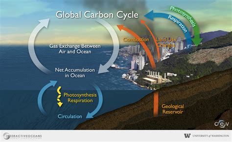 Carbon Cycle