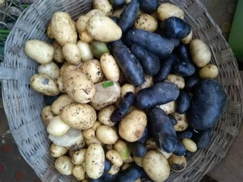 Black Potatoes? Meet the Man Taking Black Super Crops to 15 States