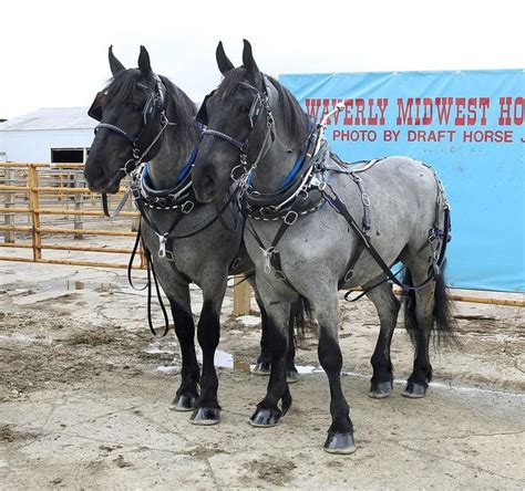 Blue Roan Percherons: rien à voir avec nos Percherons Français ...