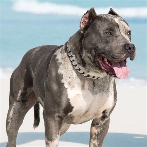 XXL American Bully -XXL Luxor Bullys | Weißer pitbull, Hunde, Tiere