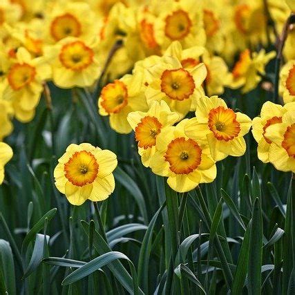 What is the March Birth Flower? The Daffodil - also called Narcissus