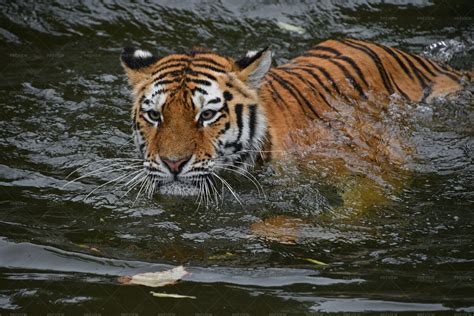 Siberian Tiger Swimming In Water - Stock Photos | Motion Array