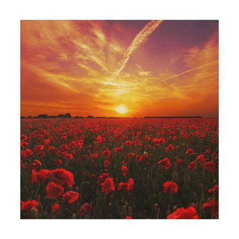 Beautiful red poppy flower field sunset wood wall decor | Zazzle | Flower field, Red poppies ...