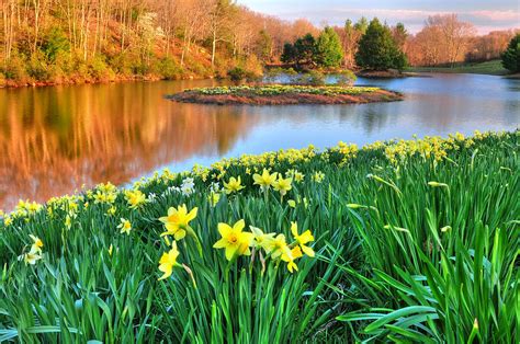 Spring Daffodils at Laurel Ridge-Connecticut Photograph by TS Photo - Fine Art America