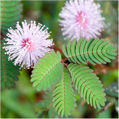 How To Grow Mimosa Pudica Indoors | Touch Sensitive Plants | TheSuperBOO!