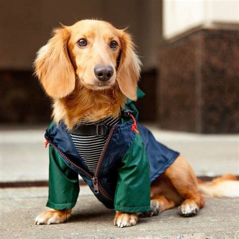 The Best Dog Clothing Brands for Stylish Pet Clothes | Dog clothing brands, Dog clothes ...