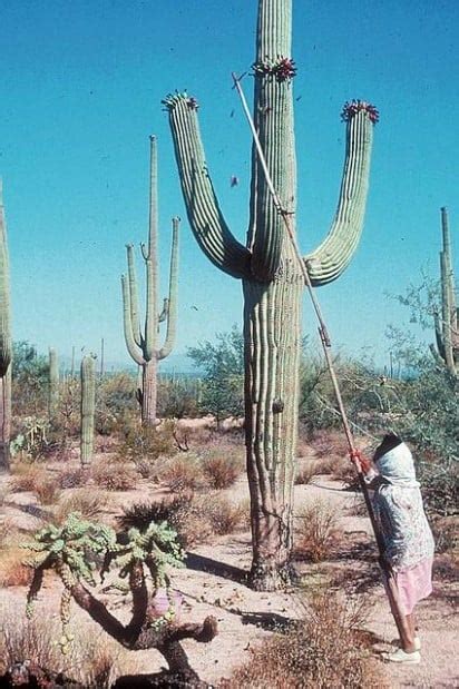 Now's the time to harvest Saguaro cactus fruit | Advice | tucson.com