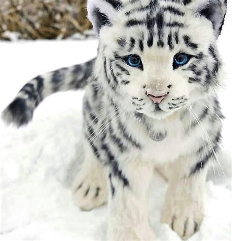 Lindo filhote de tigre branco 馃惎